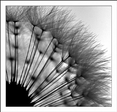 Dandelion 2