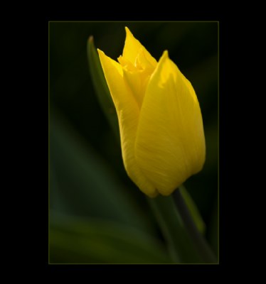 Tulip #18