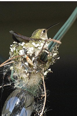 Nesting hummer
