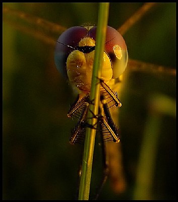 Dragonfly