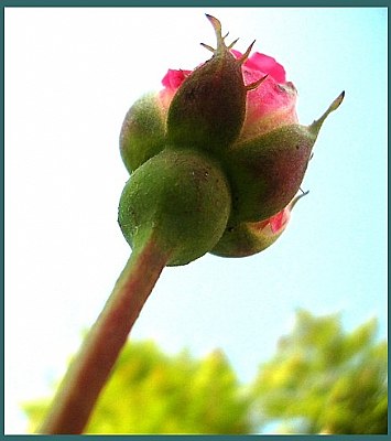 the rose bud....