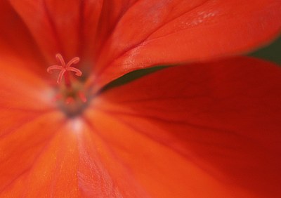 Red (Detail)