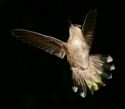 Anna's Hummingbird "Queenie"