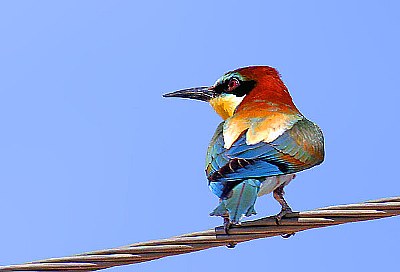 nu-bee-eater