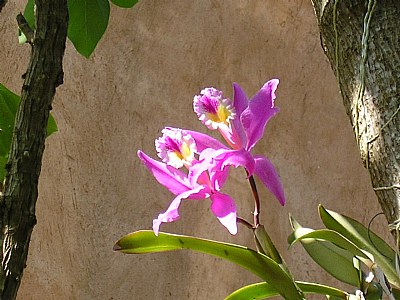 Orquidea flor Nacional