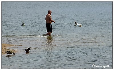 Wading with the ducks