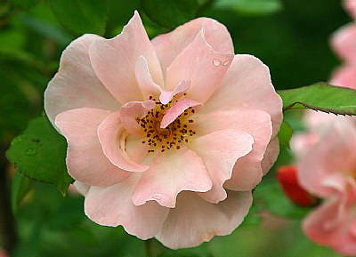 rosa canina
