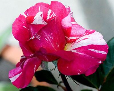 Maurice Utrillo Rose