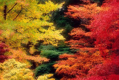Autumn Palette