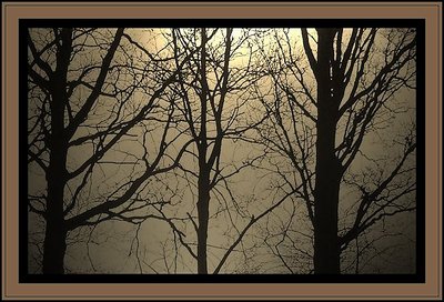 Naked Trees