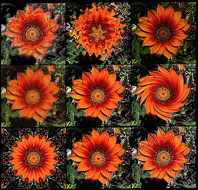 Orange Flower Collage