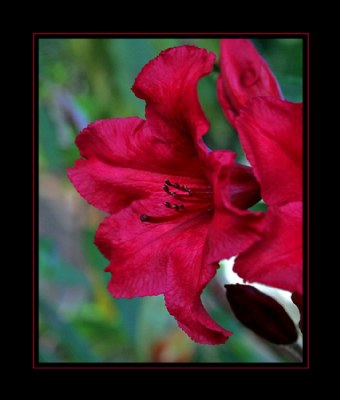 Red Rhody