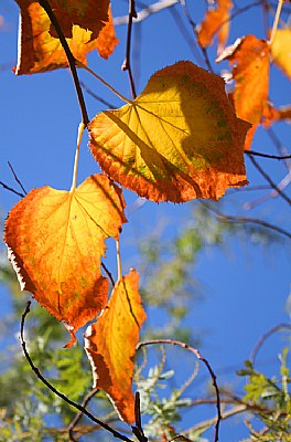 La calidez del otoño