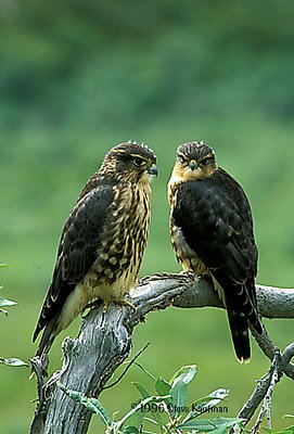 Immature Merlins