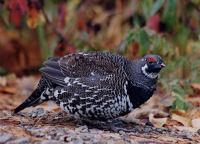 Spruce Grouse