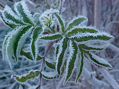Sumac with frost