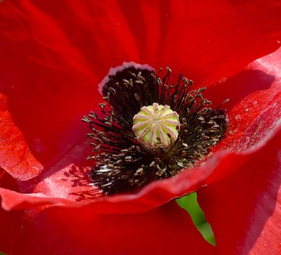 Poppy