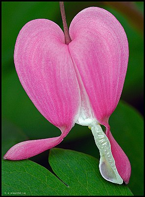 Bleeding Heart