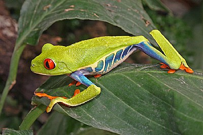 Red- eyed leaf Frog (2)