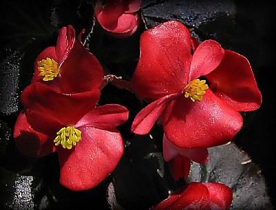 Red Begonias