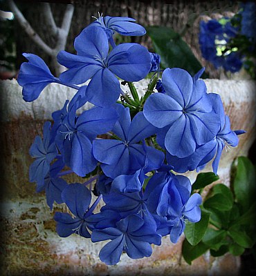 Blue Plumbago