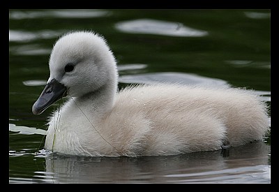 little mute swan