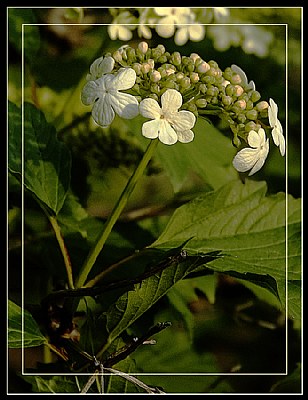 Cranberry Blossoms