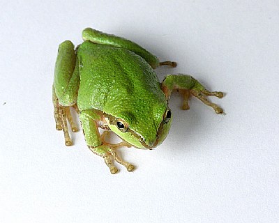 Frog2