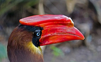 Kalaw (Philippine Hornbill