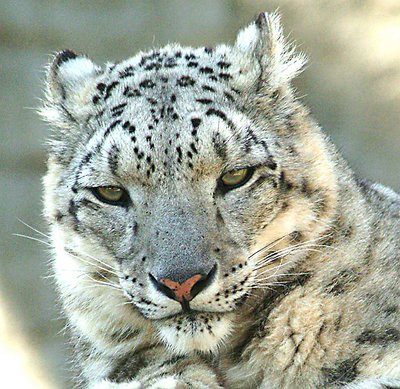 Snow Leopard