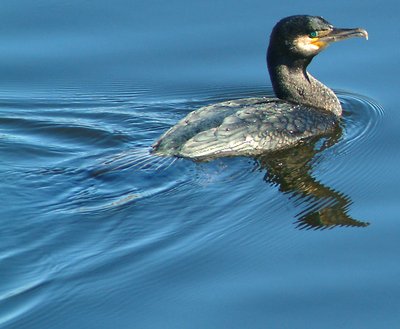 Common Merganser