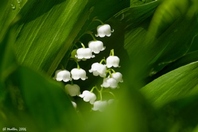 Lily of the Valley