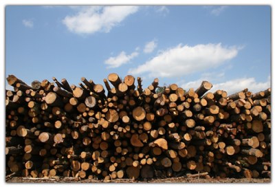 woodpile