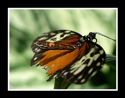 Torn Monarch Butterfly