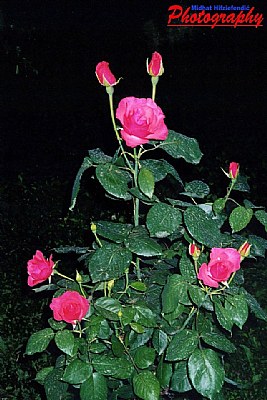 rose after raini day