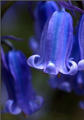 Deep Blue Bells