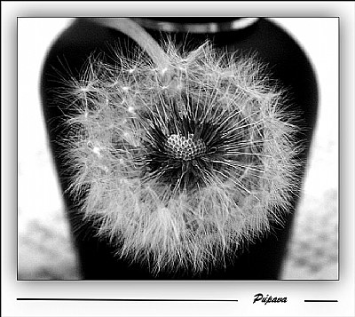 dandelion