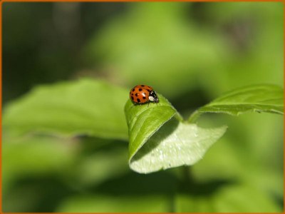 Lensbaby Ladybug