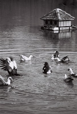 Mallard Motel