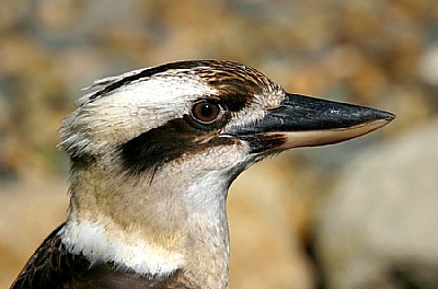 Kookaburra