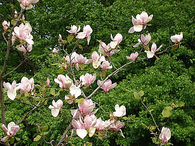 Magnolias