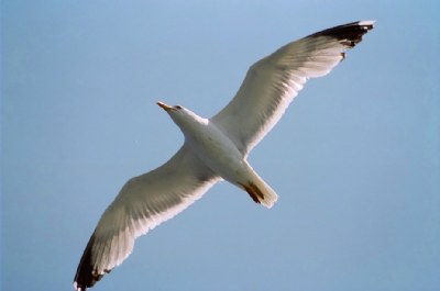 Sea Gull