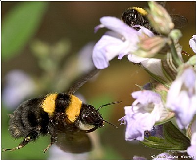 the flight of BumBlebEeS