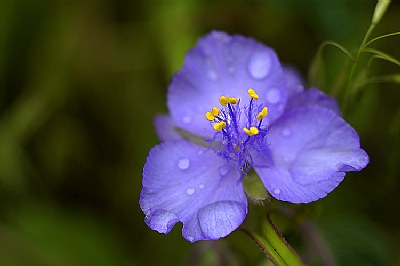 Prarie Spiderwort ii