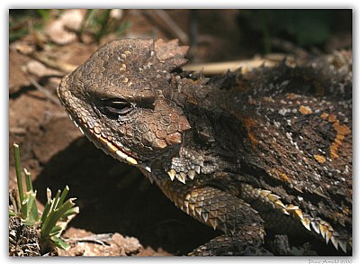 Short Horned Lizard