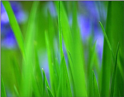 Blury Bluebells
