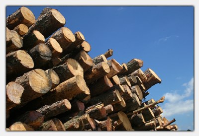 wood pile #3