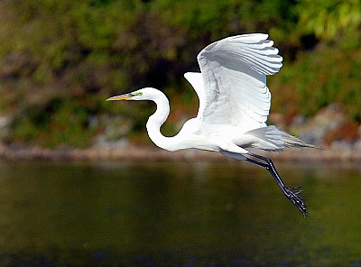Flight of the Egret