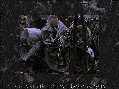 Dead or Dying