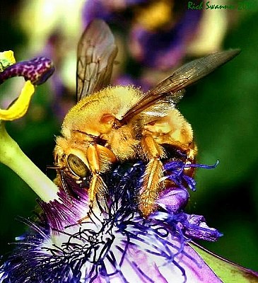 Male Carpenter Bee